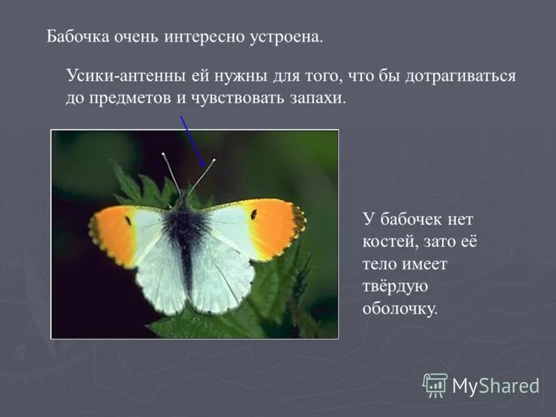 Бабочек какое число. Брюшко бабочки. Бабочки которые живут один день. Бабочка которая живет 1 день. Форма тела бабочки.