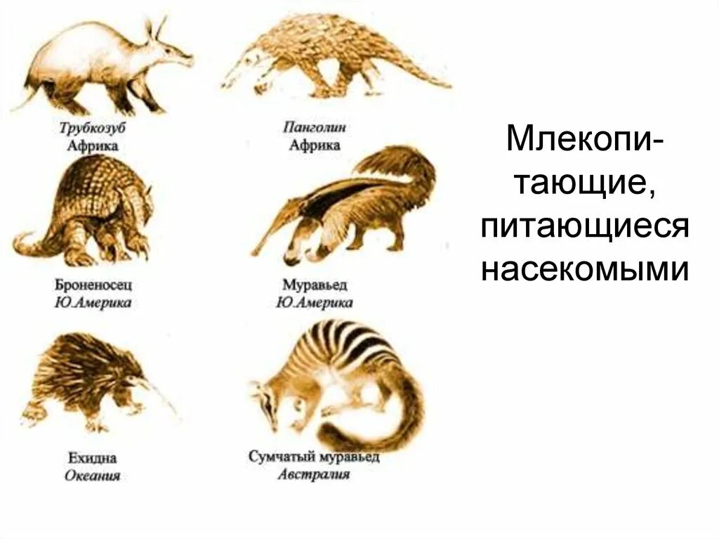 Конвергенция примеры животных. Эволюция современных животных. конвергенция у животных. конвергентная эволюция. параллелизм конвергенция и дивергенция в эволюции.