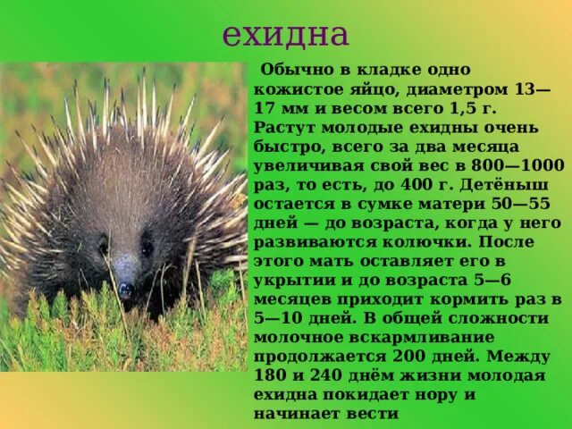 Презентация "Животные Австралии"