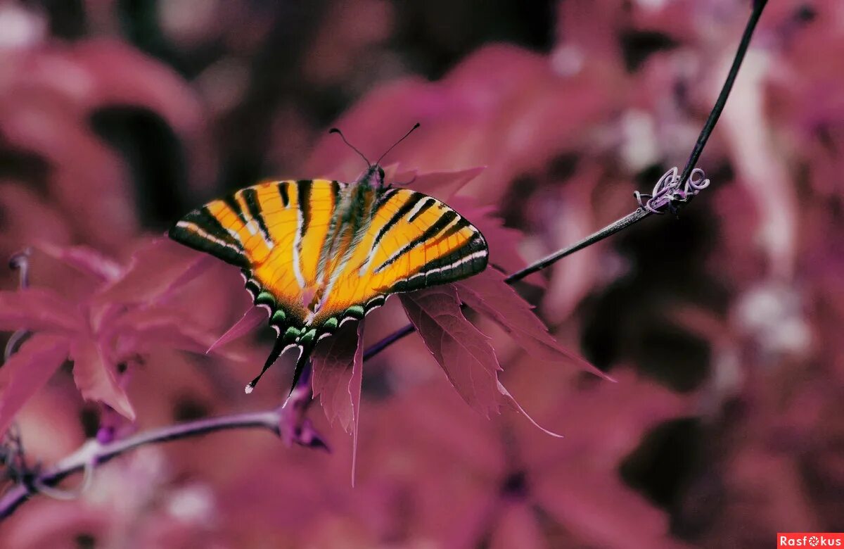 Wallpaper : garden, nature, butterfly, insect, yellow, orange, bokeh, autumn, le