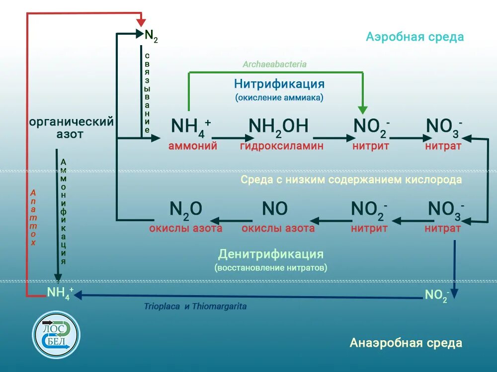 Денитрификация и нитрификация сточных вод в аэротенке. Нитрификация и денитрификация сточных вод схема. Аэробная очистка , аэробная биологическая очистка. Зона денитрификации биологической очистки. Аэробное окисление веществ