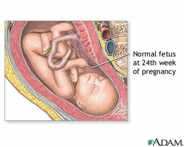 Эмбрион на 23 неделе беременности. Эмбрион на 22 неделе беременности. Ребёнок на 23 неделе беременности. Плод 22-23 недели беременности.