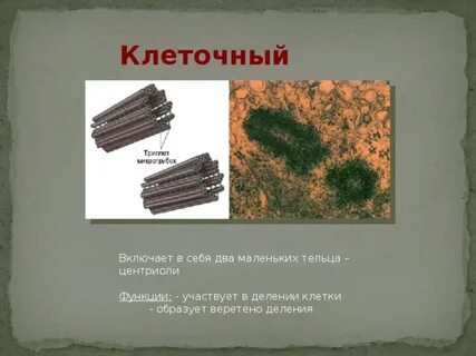 Клеточный центр принимает участие
