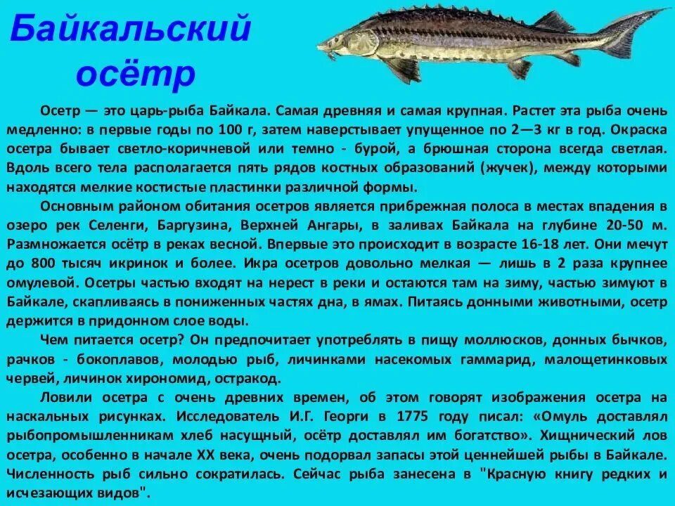 Осетр в озерах. Байкальский осетр описание. Осетр это царь рыба Байкала. Осетровые сообщение. Осетр информация.