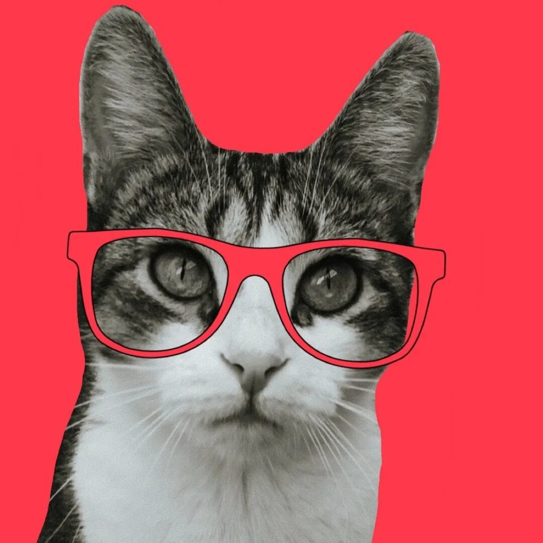 Включи youtube котики. Кошка мята из тик тока. кот на аву. аватар кот. смешные котики в очках.