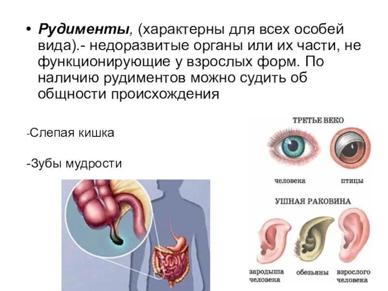 Рудименту атавизмам приведите. Рудименты в организме человека. Рудиментарные органы человека. Рудименты и рудиментарные органы.