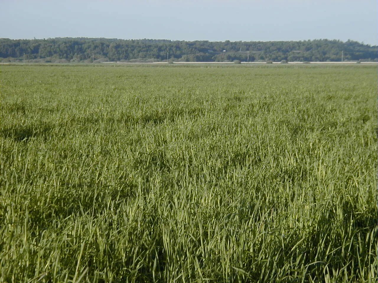 Трава сенокос. Бобово-злаковые травосмеси. Семена сенокосных трав. Кострец безостый. Кострец безостый-bromópsis inérmis.