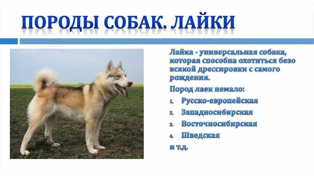 Клички собак лаек. Имена для собак мальчиков лайки. имена для лайки кобеля. клички для собак лаек. имя для собаки девочки лайки.