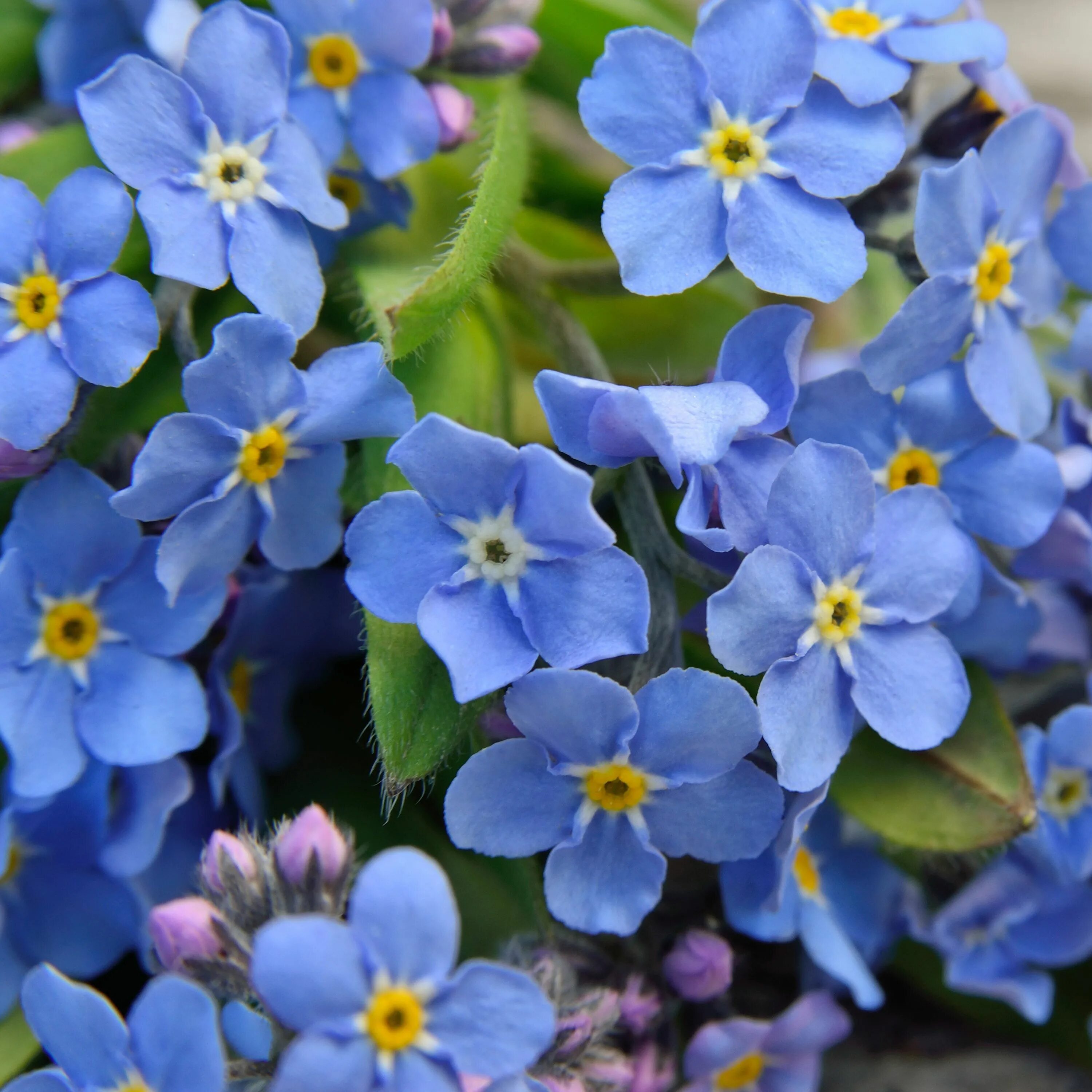 Незабудка на английском. Незабудка Альпийская (Myosotis alpestris). Незабудка Лесная Myosotis sylvatica. Незабудка Альпийская Виктори Роуз. Незабудка Альпийская синяя чаша.