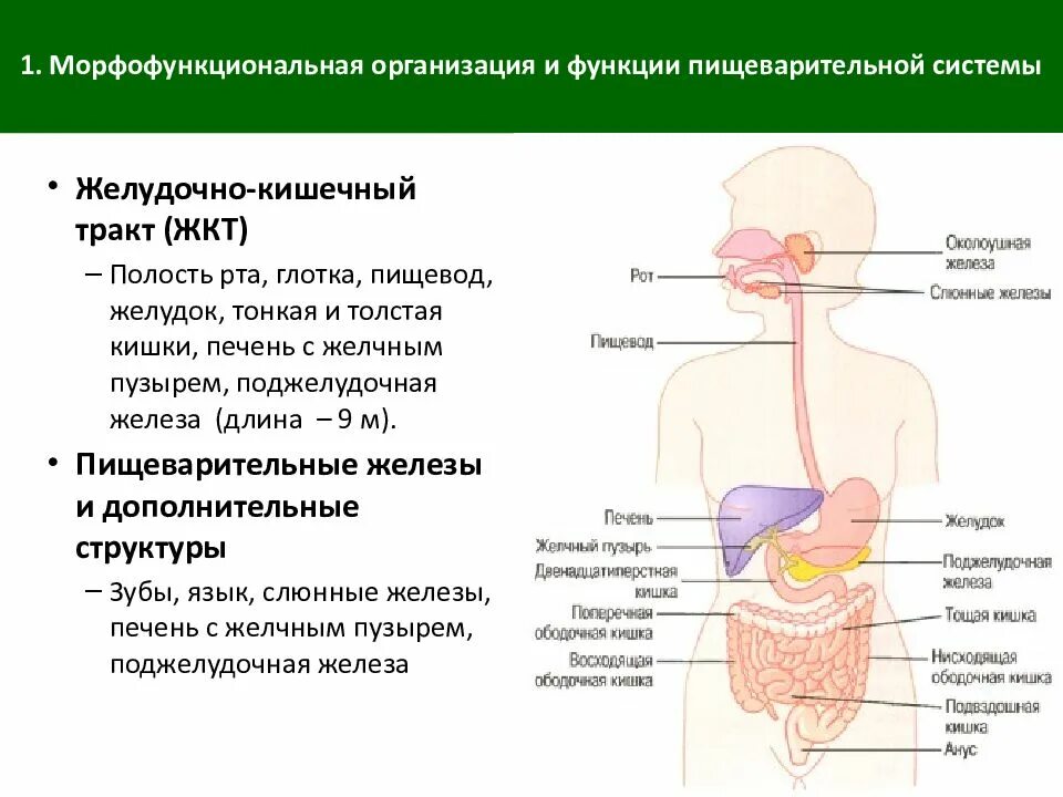 Таблица пищеварения человека. Типы пищеварения и функции системы пищеварения. Таблица пищеварительная система физиология человека. Функции пищеварительной системы в организме. Пищеварительные функции желудка физиология.