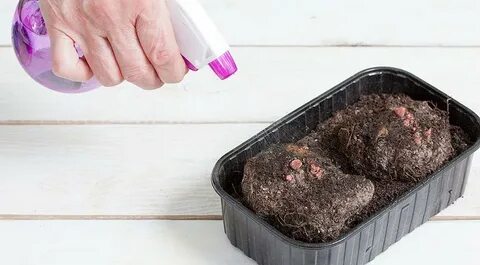Бегония клубневая посадка весной