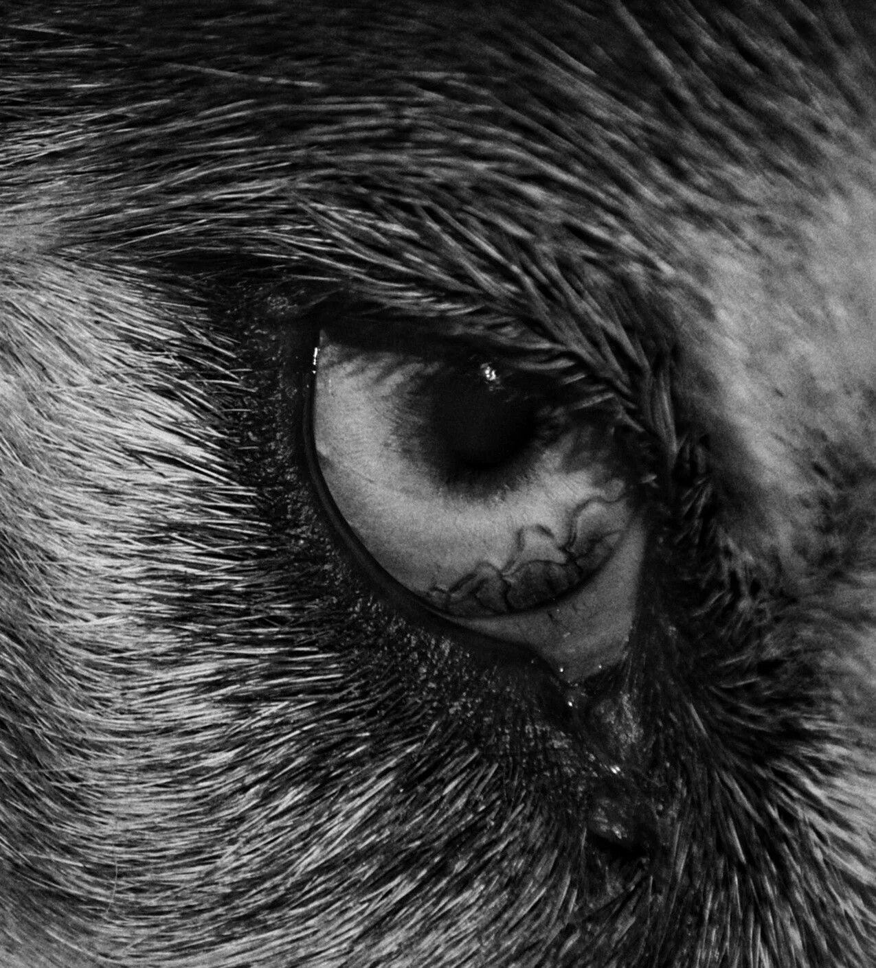 Волчий взгляд. Волчьи глаза у человека. Глаза волка у человека. Волчьи глаза у человека. Линзы глаз оборотня.