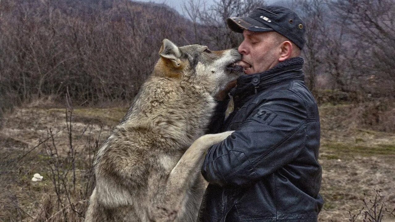 Волк в домашних условиях. Домашний волк. Волк домашний питомец. Завести волка. Дом волка.