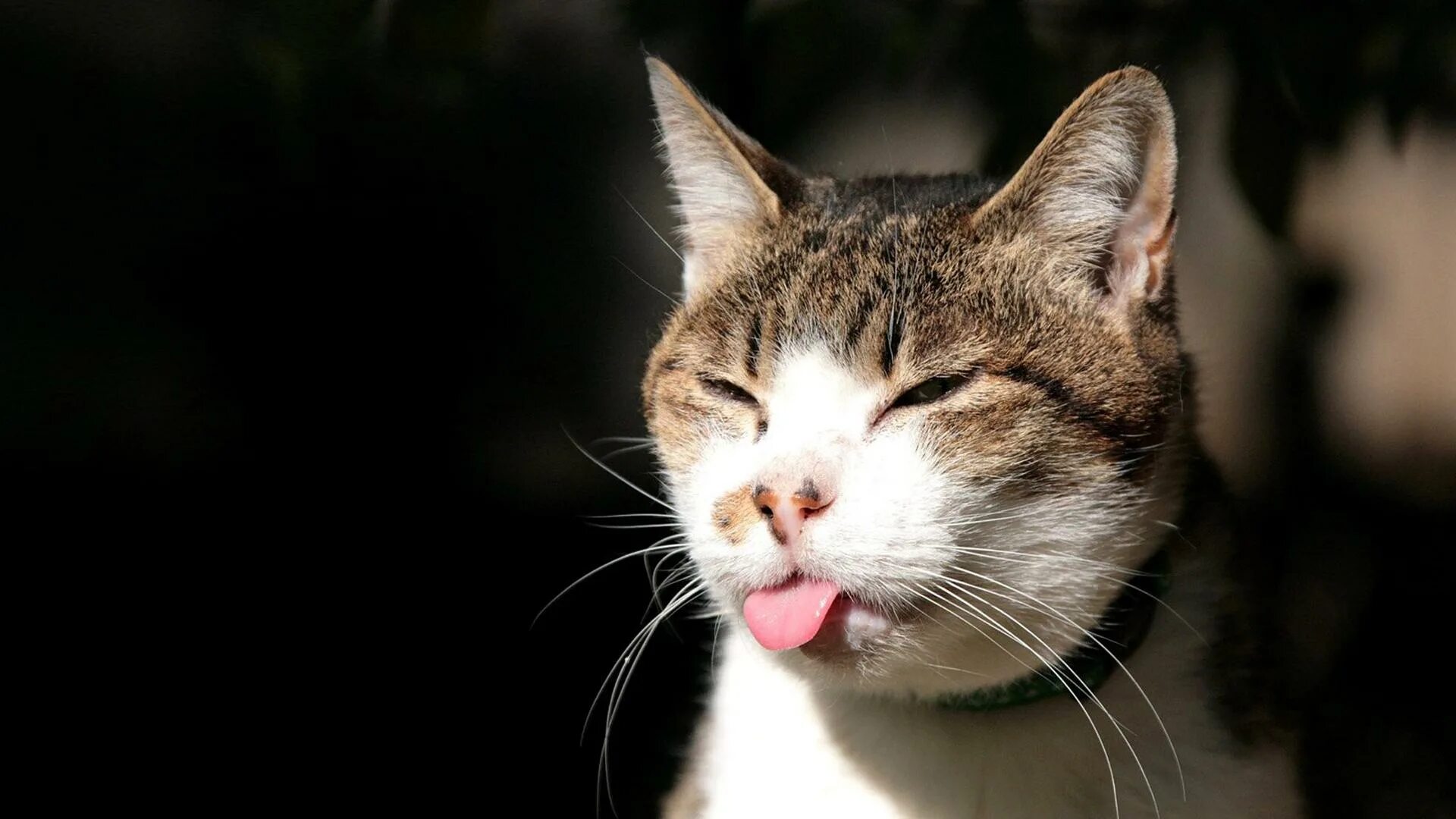 Котик скажи мяу. Коты. Веселый кот. Кот показывает язык. Хитрый котик.