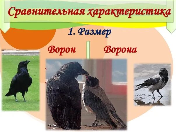 Ворон и ворона. Ворон и ворона отличие. Ворон и ворона это разные птицы. Сравнение ворона и вороны.