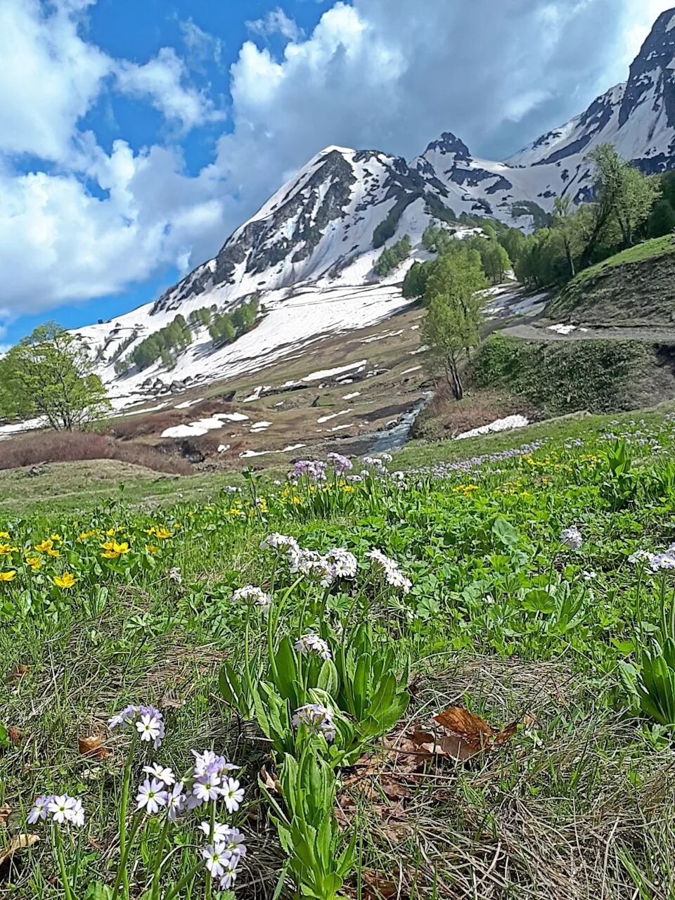 Альпийские луга в абхазии. Альпийская поляна абхазия. Альпийские луга в абхазии экскурсия. Ауадхара абхазия альпийские луга. Альпийские дуга абхазия.