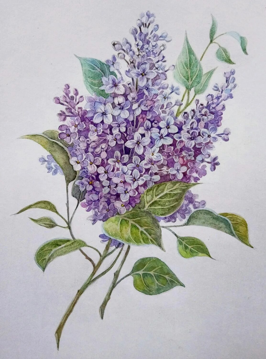 Нарисовать рисунок сирень. Сирень рисунок карандашом. Сирень раскраска. Сирень рисунок. Сирень рисунок карандашом.