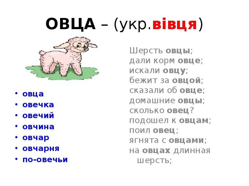 Овца словарное слово. Слово овца. Части тела овцы для детей. Текст про овечку. Как говорит баран