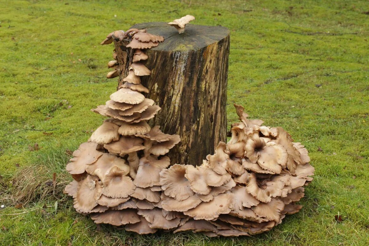 Вешенки на пнях. Грибы вешенка на пеньках. Pleurotus ostreatus. Вешенка на пнях. Гриб вешенка на пне.