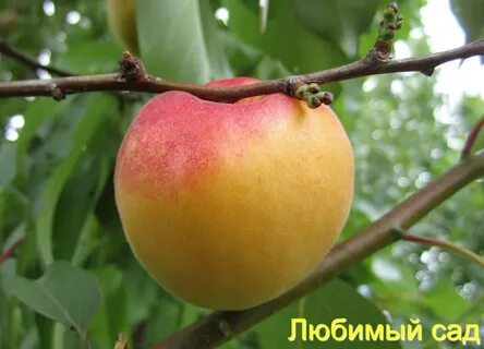 Абрикос амур отзывы