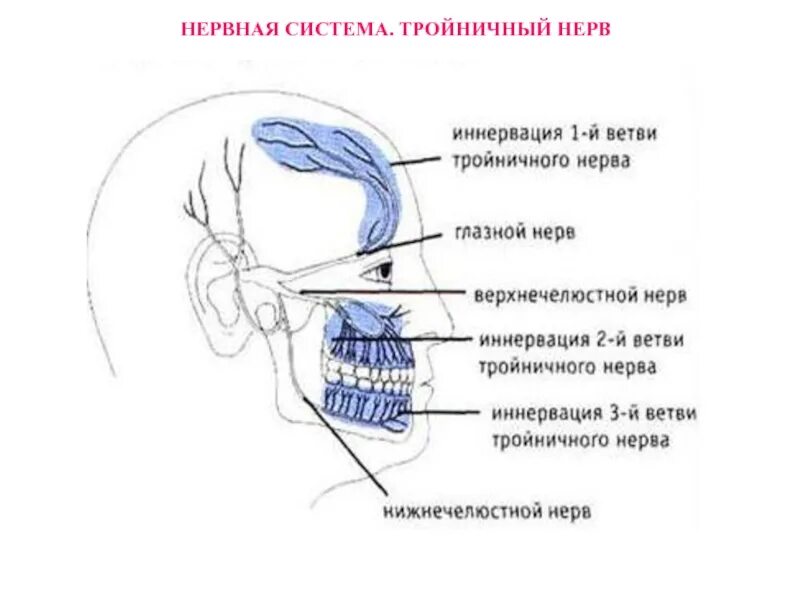 Отличить зубную боль от воспаления тройничного. Курковые зоны при невралгии тройничного нерва. тройничный нерв иннервация глаза. иннервация 2 ветви тройничного. невралгия iii ветви тройничного нерва.