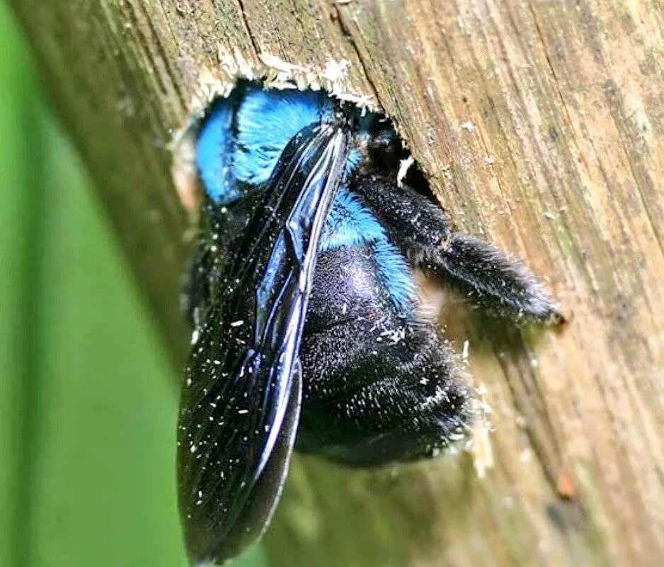 Синяя пчела плотник. Пчела-плотник xylocopa valga gerstaecker, 1872. пчела-плотник xylocopa valga. xylocopa caerulea - пчела. xylocopa caerulea голубая пчела.