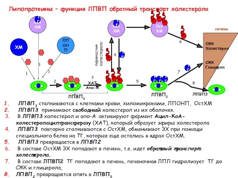 Метаболизм липопротеинов биохимия. Липопротеины высокой плотности ЛПВП строение. Схема метаболизма липопротеидов. Обратный транспорт холестерола схема.