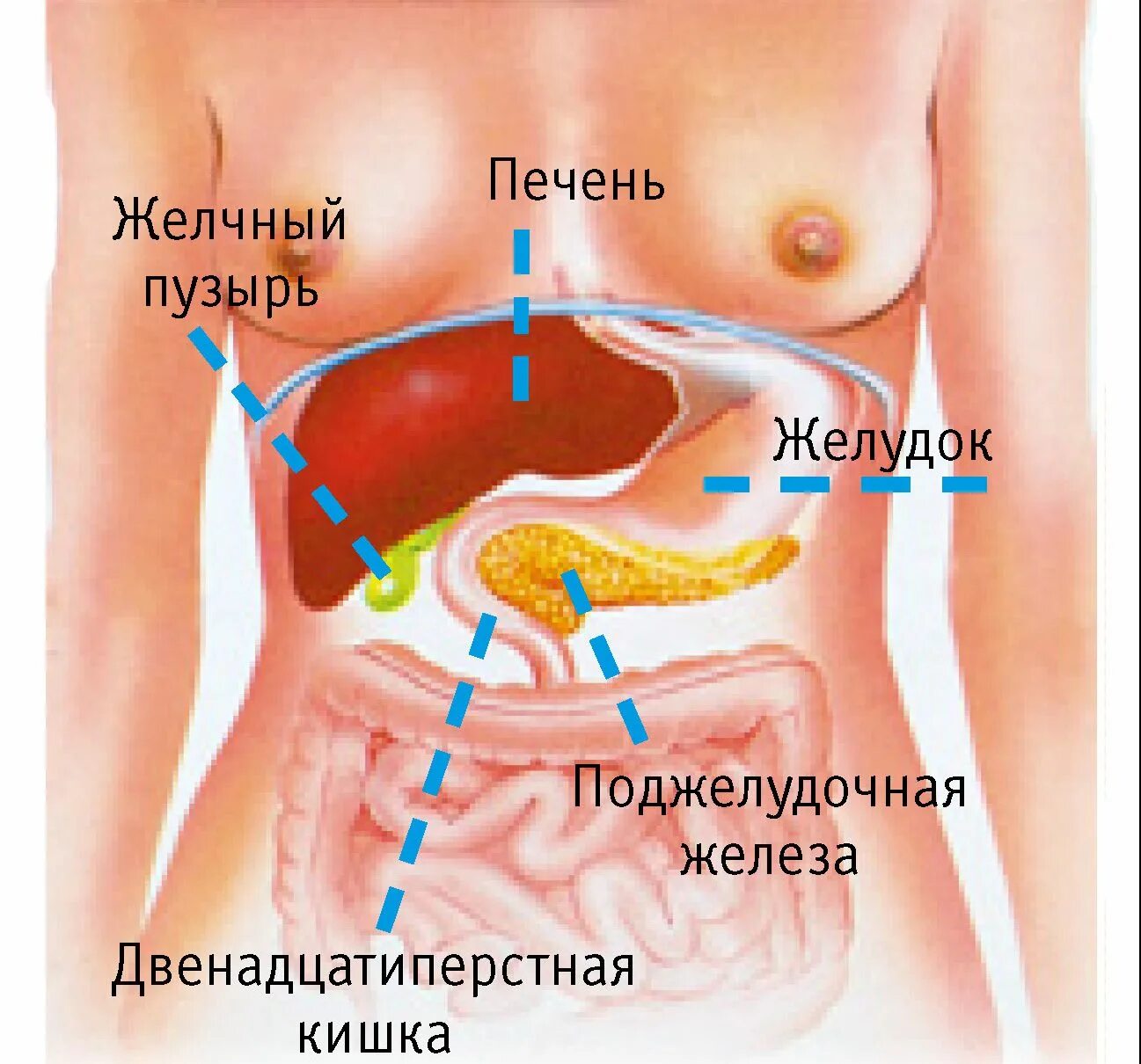 Анатомия человека поджелудочная. Поджелудочная расположение. Где находится поджелудочная у человека. Расположение поджелудочной железы у человека. Как болит селезенка в левом боку