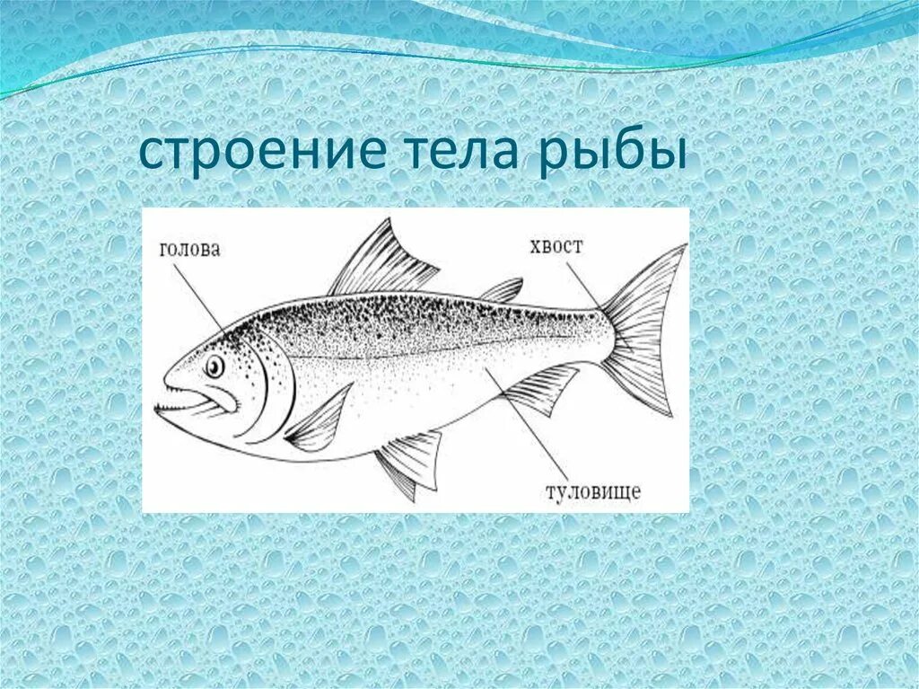 Рыба урок биология. Части тела рыбы. Строение рыбы. Название частей тела рыбы. Строение рыбы схема для детей.