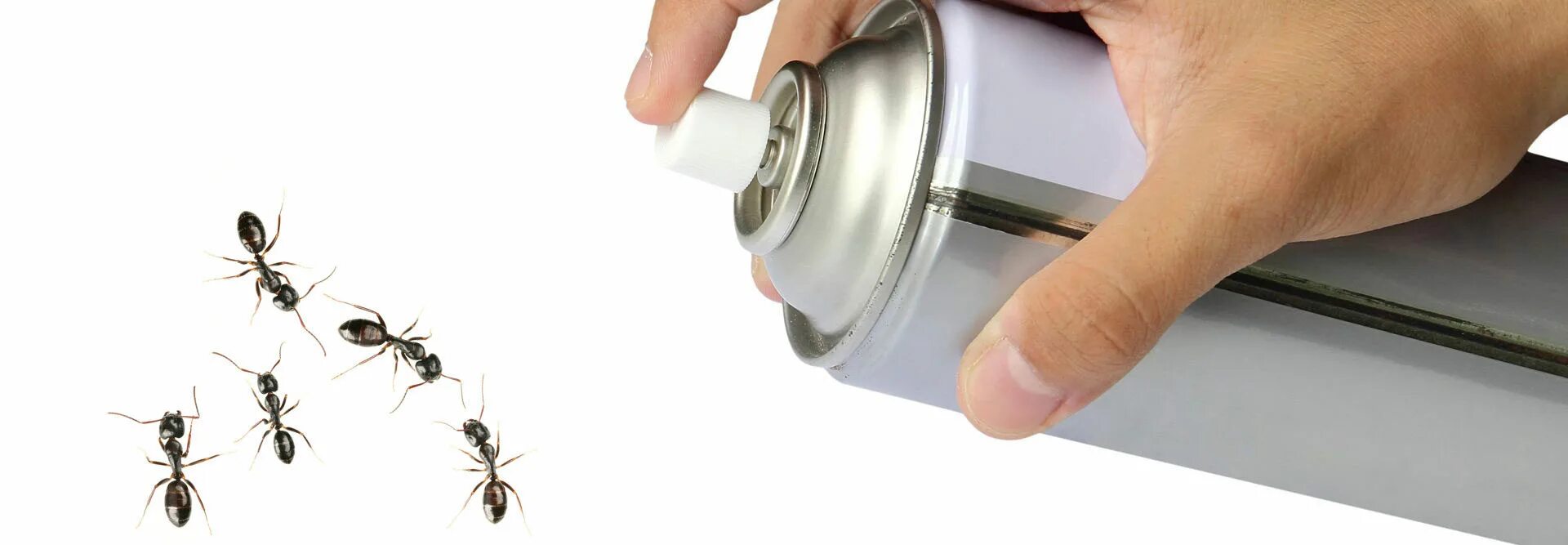 Домашние муравьи. Муравьи в квартире. Домашние муравьи. Мелкие рыжие муравьи в квартире. Дом муравьи как избавиться народными средствами.