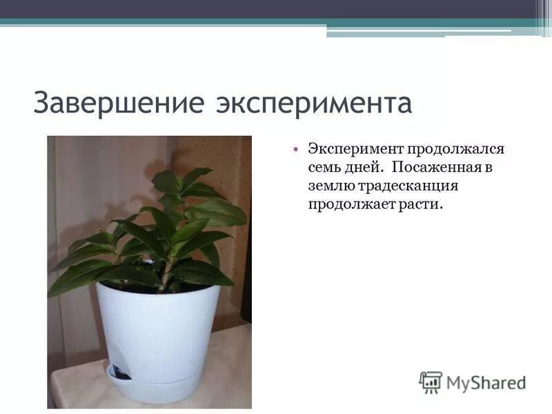 традесканция описание растения для детей. опыт с традесканцией 5 класс биология. паспорт растения традесканция зебрина. стеблевой черенок традесканции. традесканция презентация.