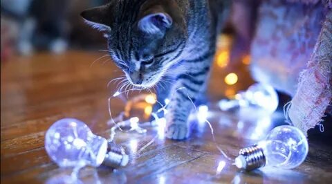 Lighting cat