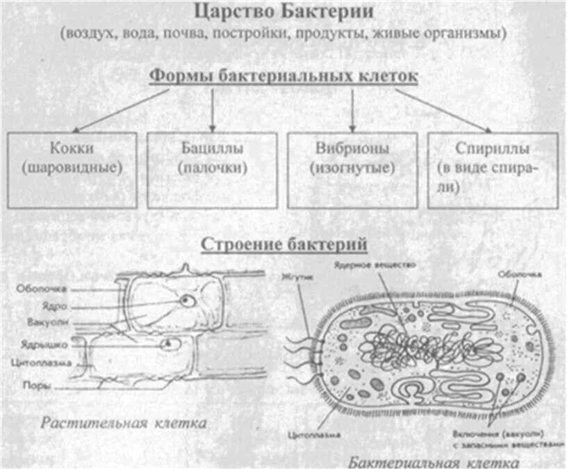 Три примера царства бактерий. Общая характеристика царства бактерий 5 класс. Царство бактерий 5 класс биология. Общая характеристика бактерий 5 класс биология. Царство бактерий общая характеристика бактерий биология 7 класс.