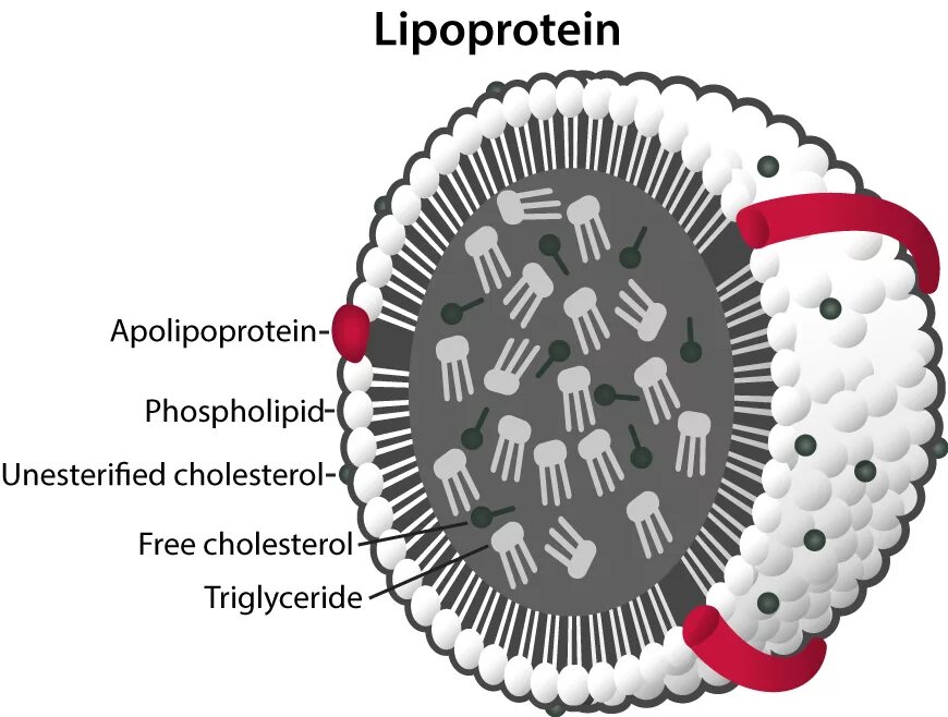 Lipoprotein. Аполипопротеин. Липопротеины и аполипопротеины. Аполипопротеин в строение.