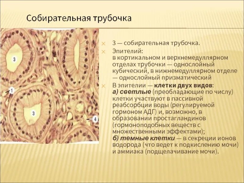 Цилиндрический эпителий функции. Эпителий собирательных трубочек. однослойный цилиндрический эпителий собирательных трубок почки.