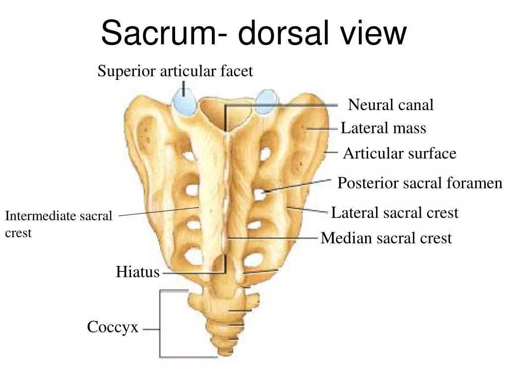 Foramina intervertebralia крестец. Неттер крестец. Foramen intervertebrale крестец. Sacrum dorsal. Superior view перевод