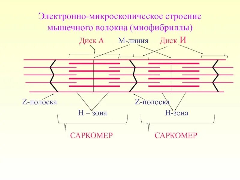 Саркомера мышечного волокна. Строение саркомера мышечного волокна гистология. Строение мышцы миофибриллы. Строение саркомера мышечного волокна. Схема поперечно полосатого мышечного волокна.