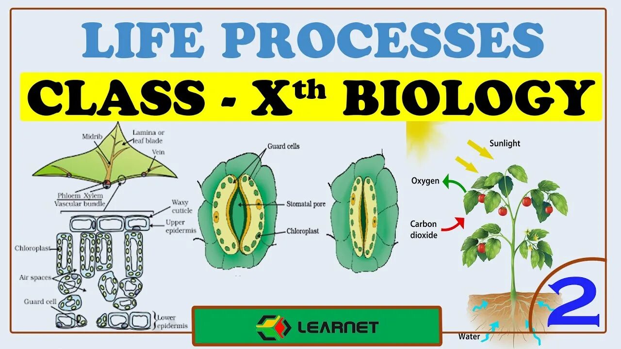 Life Biology. Biology in Life. Processes of Life. Биология человека 10 класс. Life processes