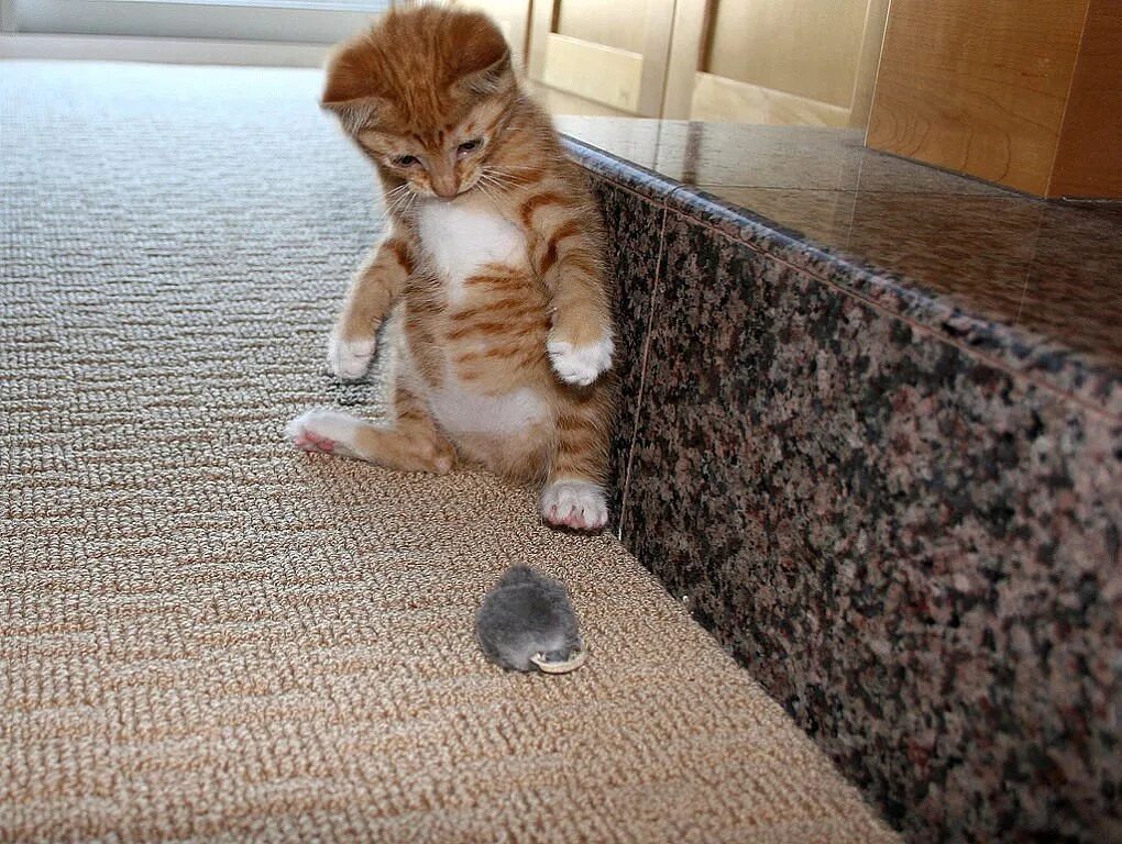 Забавные животные с надписями. Иногда я боюсь своего кота. Котята с надписями. Смешные котики с надписями. Кот которого боятся.