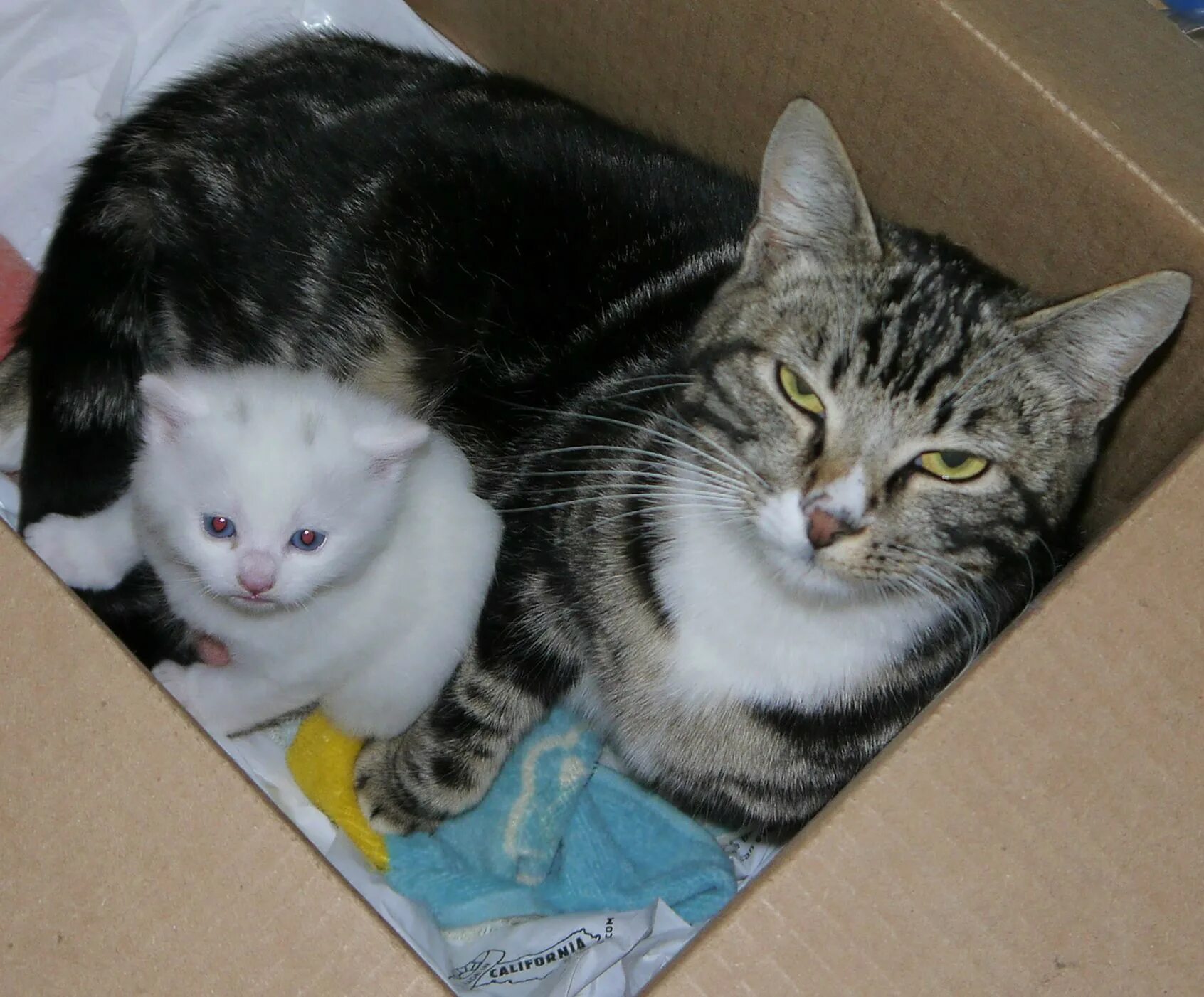 Сколько кошка вынашивает котят месяцев обычная. Кошки вынашивают котят. сколько кошка вынашивает котят.
