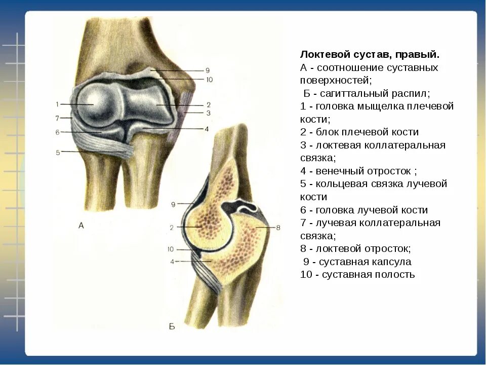 Локтевой сустав анатомия. Локтевой сустав анатомия строение. Кости локтевого сустава человека анатомия. Строение локтевого сустава мыщелки.