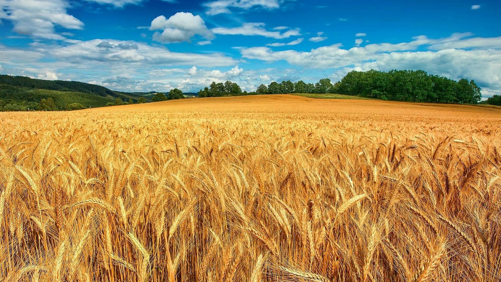 Отличные пшеничные. Пшеничное поле Кисловодск. Житница пшеница. Поле пшеничное колоски золотистые. Пшеничное поле во Франции.