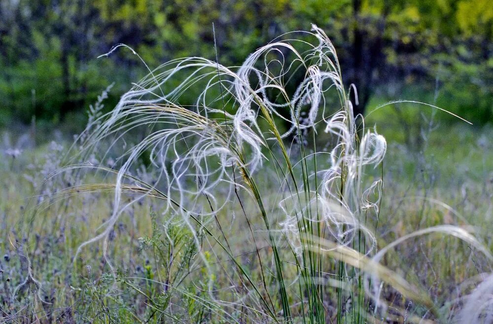 ковыль азовский. ковыль запах. ковыль в ростовской области. ковыль лессинга. ковыль запах.