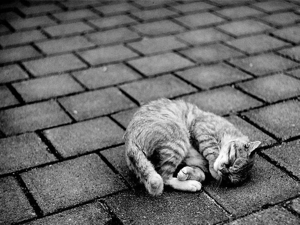 Грустная кошка. Серый Бездомный кот. Бездомные кошки. Одинокий котик.
