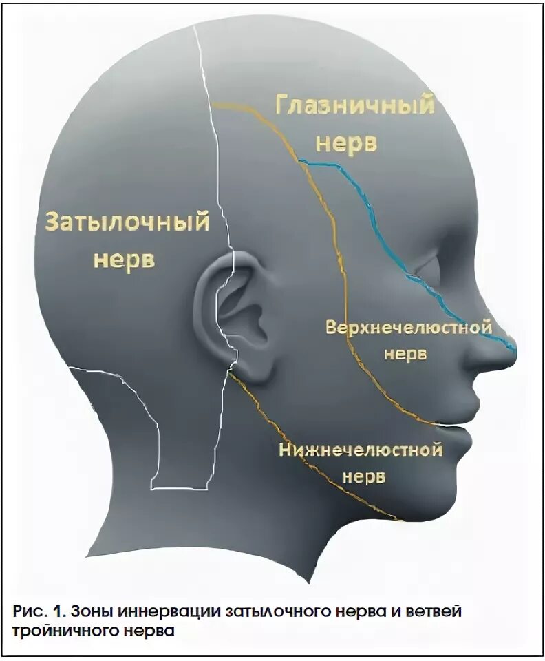 Невралгия затылочного и тройничного нерва. Затылочный нерв и тройничный нерв. Зона иннервации затылочного нерва. Воспаление большого затылочного нерва. Невропатия затылочного