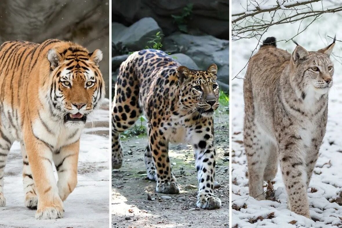 Рысь и тигр. Тигр леопард гепард Ягуар. Тигр Лев леопард Ягуар гепард. Барс леопард гепард. Ягуар,леопард,гепард,пантера,Рысь,тигр,Лев.