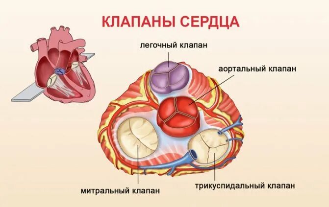 Клапаны сердца обеспечивают. Трикуспидальный клапан строение. створки клапанов сердца анатомия. анатомия сердца митральный аортальный клапан. строение трехстворчатого клапана.