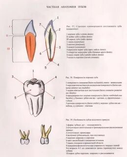 Частная анатомия