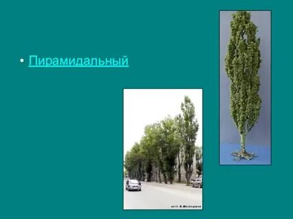Пирамидальный тополь 5 букв