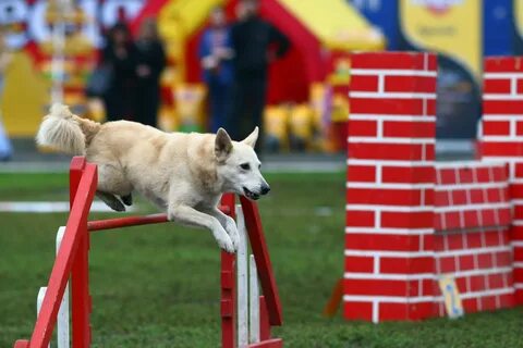 Аджилити для собак